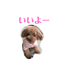 やまとのスタンプ②（個別スタンプ：31）