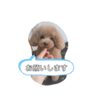 やまとのスタンプ②（個別スタンプ：32）