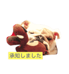 イングリッシュブルドック（個別スタンプ：3）