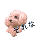 高木さん家のさくらちゃん（個別スタンプ：1）
