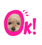高木さん家のさくらちゃん（個別スタンプ：4）