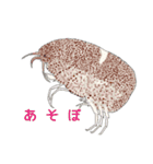 ヨコエビのスタンプ2（個別スタンプ：15）