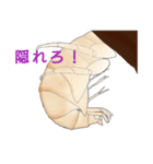 ヨコエビのスタンプ2（個別スタンプ：20）
