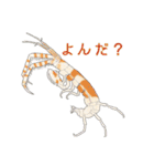 ヨコエビのスタンプ2（個別スタンプ：21）