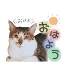 ネル＆ルル＆マルほ★すたんぷ（個別スタンプ：2）
