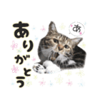 ネル＆ルル＆マルほ★すたんぷ（個別スタンプ：4）