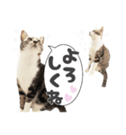 ネル＆ルル＆マルほ★すたんぷ（個別スタンプ：9）