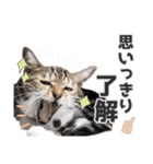 ネル＆ルル＆マルほ★すたんぷ（個別スタンプ：11）