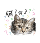 ネル＆ルル＆マルほ★すたんぷ（個別スタンプ：13）