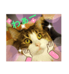 メインクーン王子おじゅ♪Part2（個別スタンプ：6）