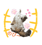 メインクーン王子おじゅ♪Part2（個別スタンプ：9）