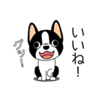 マスコット犬ぼーちゃん 2（個別スタンプ：31）