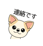 マスコット犬ちぃ太郎2（個別スタンプ：12）