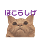 ほこらしげなムギ（個別スタンプ：1）