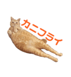 ほこらしげなムギ（個別スタンプ：2）