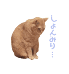 ほこらしげなムギ（個別スタンプ：5）