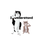 3D 超動く犬と猫（個別スタンプ：3）