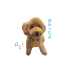 トイプー むぎむぎちゃん（個別スタンプ：2）