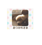 トイプー むぎむぎちゃん（個別スタンプ：13）