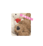 トイプー むぎむぎちゃん（個別スタンプ：29）