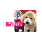 トイプー むぎむぎちゃん（個別スタンプ：32）