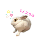 うさぎスタンプ★（個別スタンプ：2）