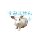 うさぎスタンプ★（個別スタンプ：5）
