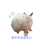 うさぎスタンプ★（個別スタンプ：7）