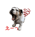 ブルドッグ瀧治郎❷（個別スタンプ：4）