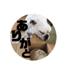 ブルドッグ瀧治郎❷（個別スタンプ：5）