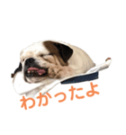 ブルドッグ瀧治郎❷（個別スタンプ：7）