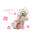 姫ファミリー part1（個別スタンプ：5）