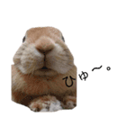 ときどき上から目線きなこ。（個別スタンプ：1）