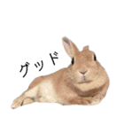 ときどき上から目線きなこ。（個別スタンプ：2）