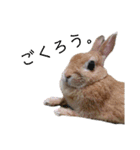 ときどき上から目線きなこ。（個別スタンプ：3）