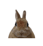 ときどき上から目線きなこ。（個別スタンプ：5）