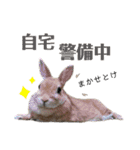 ときどき上から目線きなこ。（個別スタンプ：6）