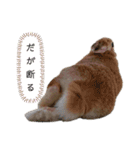ときどき上から目線きなこ。（個別スタンプ：7）