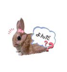 ときどき上から目線きなこ。（個別スタンプ：10）