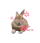 ときどき上から目線きなこ。（個別スタンプ：11）