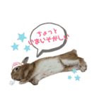ときどき上から目線きなこ。（個別スタンプ：15）