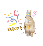 ときどき上から目線きなこ。（個別スタンプ：17）