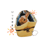 ときどき上から目線きなこ。（個別スタンプ：18）