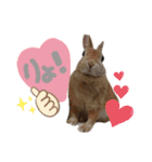 ときどき上から目線きなこ。（個別スタンプ：19）