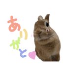 ときどき上から目線きなこ。（個別スタンプ：21）