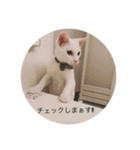 Kyoro_ShiroNeko（個別スタンプ：7）