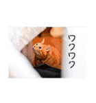 メルメルメルメルのスタンプ（個別スタンプ：26）