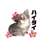チワワセ♡マロン・レア♡沖縄方言①（個別スタンプ：3）