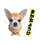 チワワセ♡マロン・レア♡沖縄方言①（個別スタンプ：15）