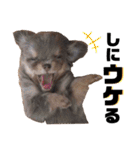 チワワセ♡マロン・レア♡沖縄方言①（個別スタンプ：17）